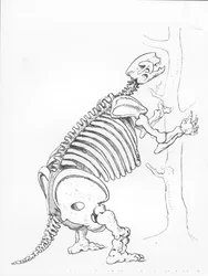 Esqueleto de un Mylodon